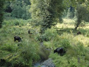 Foto: Rinder als Landschaftspfleger: Im Grenzbachtal sorgen die tierischen Helfer für praktischen Naturschutz. Foto: Heinrichtshof