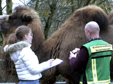 Eine Auszubildende und ein Mitarbeiter des Veterinäramtes stehen vor einem Kamel und entnehmen eine Blutprobe.