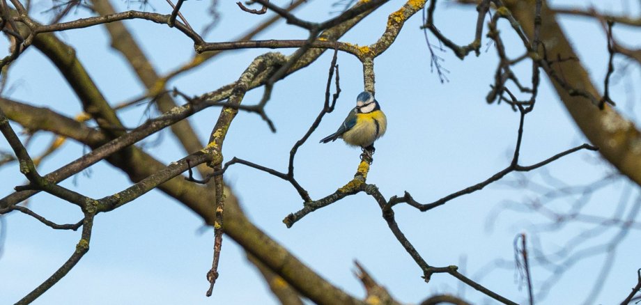 Bäume fällen, Sträucher roden oder Hecken radikal zurückschneiden – mit Beginn des Monats März sind für diese Arbeiten gesetzliche Vorgaben nach dem Bundesnaturschutzgesetz zu beachten. Hierauf weist die Untere Naturschutzbehörde des Landkreises Neuwied hin. Ziel ist es, den Schutz der Tierwelt, wie etwa auch den der Blaumeise, während der Brutzeit zu gewährleisten. Foto: Martin Boden / Kreisverwaltung Neuwied