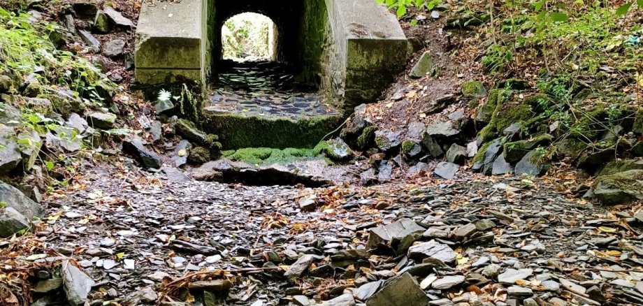 Sinkende Wasserstände und hohe Verdunstungsraten haben gravierend negative Auswirkungen auf alle Pflanzen und Tiere, die auf den Lebensraum am und im Gewässer angewiesen sind. Darauf macht das Umweltreferat der Kreisverwaltung Neuwied aufmerksam. Foto: Martin Boden / Kreisverwaltung Neuwied Sinkende Wasserstände und hohe Verdunstungsraten haben gravierend negative Auswirkungen auf alle Pflanzen und Tiere, die auf den Lebensraum am und im Gewässer angewiesen sind. Darauf macht das Umweltreferat der Kreisverwaltung Neuwied aufmerksam. Foto: Martin Boden / Kreisverwaltung Neuwied