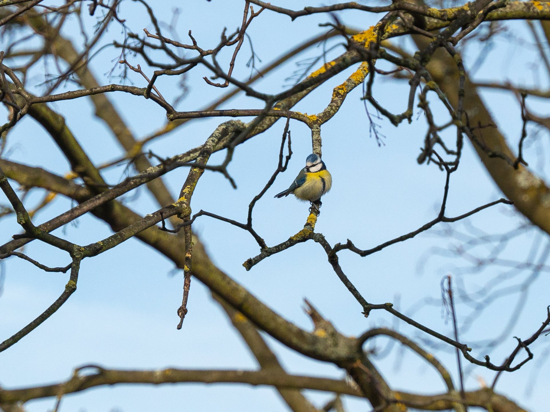 Bäume fällen, Sträucher roden oder Hecken radikal zurückschneiden – mit Beginn des Monats März sind für diese Arbeiten gesetzliche Vorgaben nach dem Bundesnaturschutzgesetz zu beachten. Hierauf weist die Untere Naturschutzbehörde des Landkreises Neuwied hin. Ziel ist es, den Schutz der Tierwelt, wie etwa auch den der Blaumeise, während der Brutzeit zu gewährleisten. Foto: Martin Boden / Kreisverwaltung Neuwied 