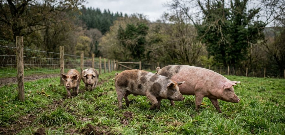 Die Ausbreitung der Afrikanischen Schweinepest (ASP) in Deutschland macht weiterhin erhöhte Aufmerksamkeit erforderlich. Nachdem die Tierseuche inzwischen bis auf wenige Kilometer an den benachbarten Landkreis Altenkirchen herangerückt ist und dort bereits Maßnahmen im Rahmen einer Tierseuchenverfügung gelten, beobachtet auch der Landkreis Neuwied die Entwicklung sehr aufmerksam.