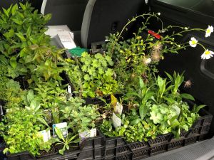 Foto: So sehen sie aus, die begehrten Bienenbeetboxen. 