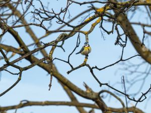 Foto: Bäume fällen, Sträucher roden oder Hecken radikal zurückschneiden – mit Beginn des Monats März sind für diese Arbeiten gesetzliche Vorgaben nach dem Bundesnaturschutzgesetz zu beachten. Hierauf weist die untere Naturschutzbehörde des Landkreises Neuwied hin. Ziel ist es, den Schutz der Tierwelt, wie etwa auch den der Blaumeise, während der Brutzeit zu gewährleisten. Foto: Martin Boden / Kreisverwaltung Neuwied 