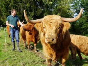 Foto: Rindfleischerzeuger André Müller aus Kausen ist mit seinen Schottischen Hochlandrindern auch bei den Beef-Wochen mit einer BBQ-Höfe-Tour dabei. Foto: Jörg Hohenadl – WFG Neuwied